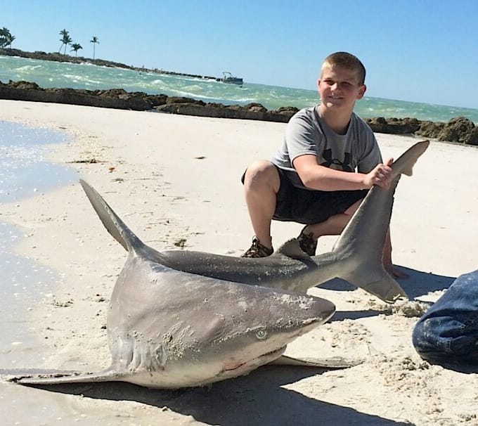 Big Catch & Release Sandbar Shark, Redfish Pass, North Captiva, 2-18-14.