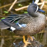 Sanibel:  “Ding” Darling Blue-winged Teal