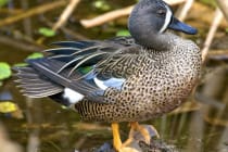 "Ding" Darling Featured Bird Of The Week, Blue-winged Teal, File Photo Credit - Laura Gooch.