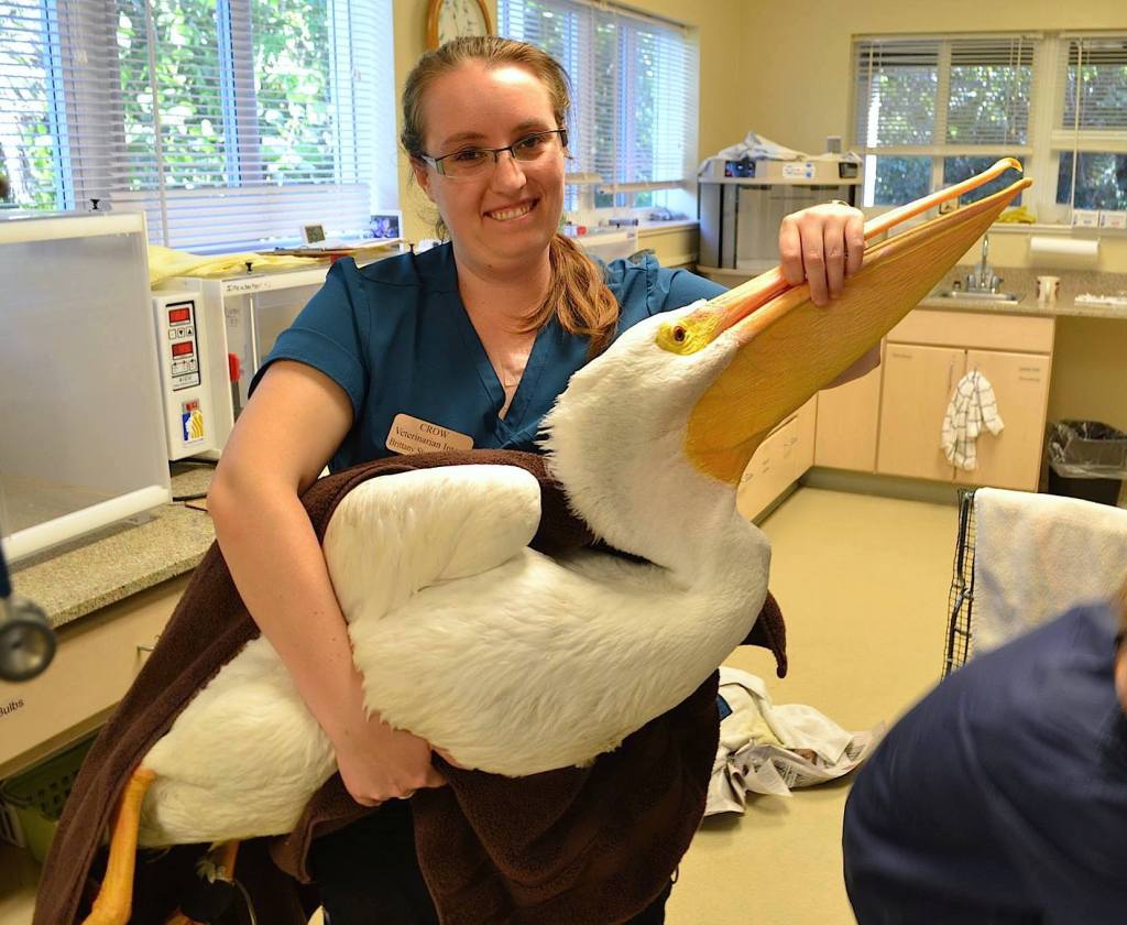 CROW, White Pelican, Red Tide Patient, Brittany Stevens, Photo Courtesy Of CROW.
