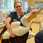 Sanibel:  Some Limited Red Tide Impact On Wildlife