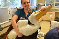 CROW, White Pelican, Red Tide Patient, Brittany Stevens, Photo Courtesy Of CROW.