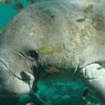 Sanibel & Captiva:  Manatee Season