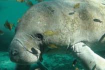 Endangered Florida Manatee By U.S. Fish and Wildlife Service Headquarters, Via Creative Commons.