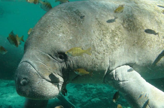 Endangered Florida Manatee By U.S. Fish and Wildlife Service Headquarters, Via Creative Commons.