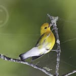 2014 “Ding” Darling Photo Contest Winners