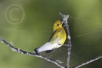 First Place Winner - Charles Woodrich, Glen Allen, Virginia., - Prothonotary Warbler, "Ding" Darling Days Amateur Nature Photography Contest.
