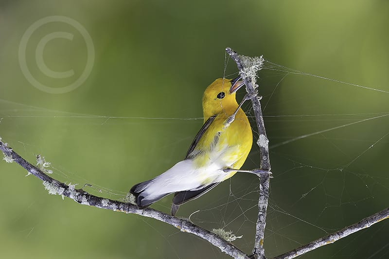 First Place Winner - Charles Woodrich, Glen Allen, Virginia., - Prothonotary Warbler, "Ding" Darling Days Amateur Nature Photography Contest.