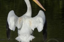 Honorable Mention - Chris Kliewer, Clinton, New Jersey - White Pelican Sunning, "Ding" Darling Days Amateur Nature Photography Contest.