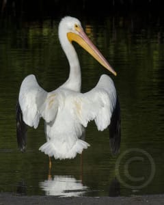 Honorable Mention - Chris Kliewer, Clinton, New Jersey - White Pelican Sunning, "Ding" Darling Days Amateur Nature Photography Contest.