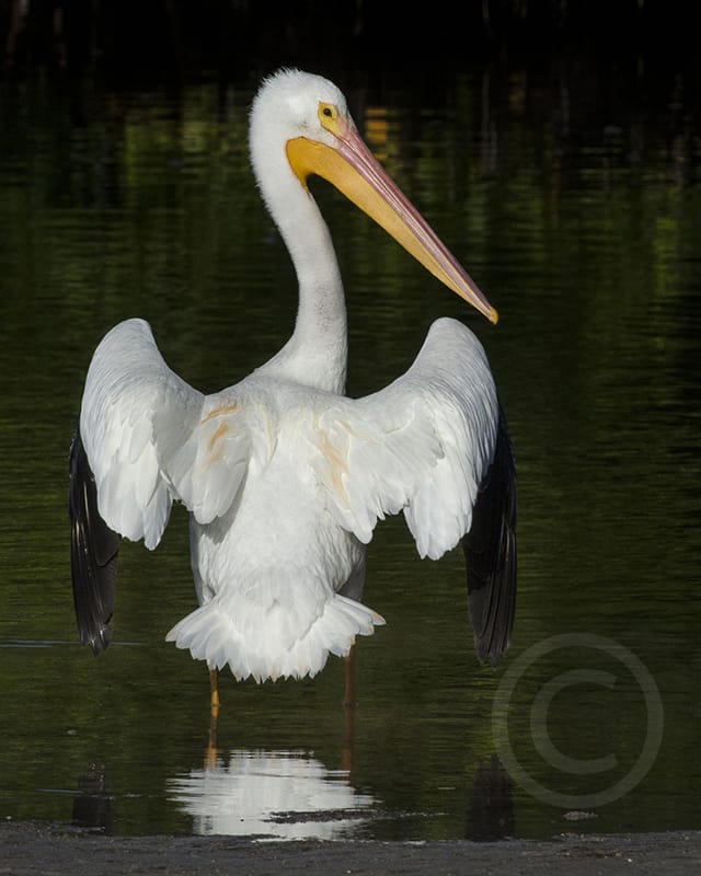 Honorable Mention - Chris Kliewer, Clinton, New Jersey - White Pelican Sunning, "Ding" Darling Days Amateur Nature Photography Contest.