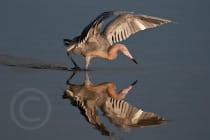Honorable Mention - Kent Jager, Sanibel, Florida - Reflected Reddish Egret, "Ding" Darling Days Amateur Nature Photography Contest.