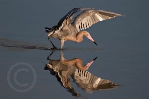 Honorable Mention - Kent Jager, Sanibel, Florida - Reflected Reddish Egret, "Ding" Darling Days Amateur Nature Photography Contest.