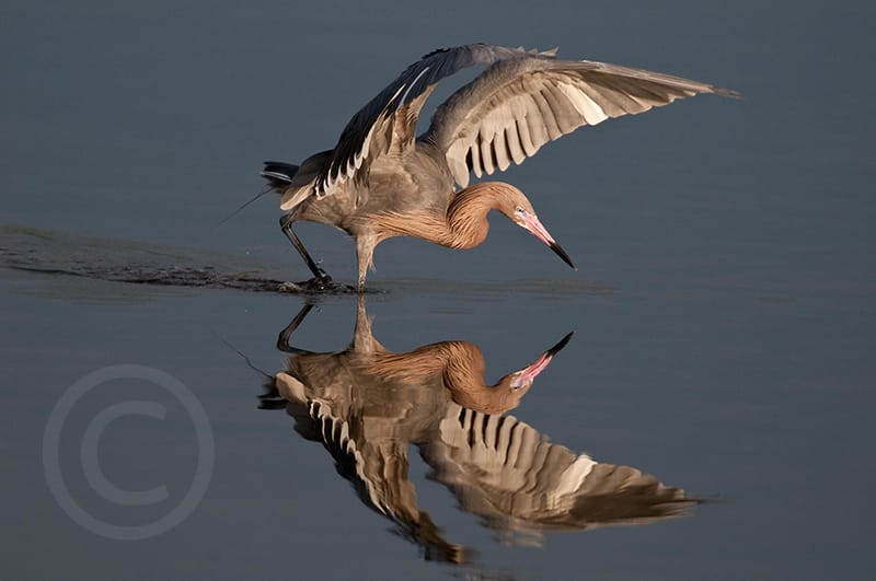 Honorable Mention - Kent Jager, Sanibel, Florida - Reflected Reddish Egret, "Ding" Darling Days Amateur Nature Photography Contest.
