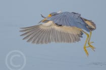 Honorable Mention - Liz Noffsinger, Milford, Ohio - Tri-colored Heron, "Ding" Darling Days Amateur Nature Photography Contest.