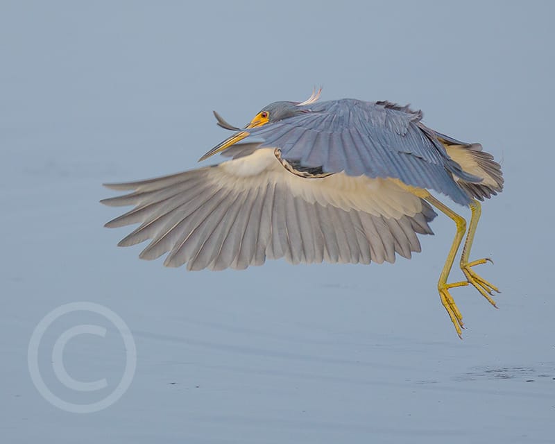 Honorable Mention - Liz Noffsinger, Milford, Ohio - Tri-colored Heron, "Ding" Darling Days Amateur Nature Photography Contest.