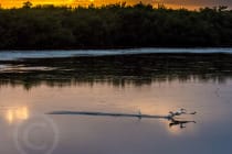 Honorable Mention - Michael Femal, St. Petersburg, Florida - Pelican Taking Off at Sunset, "Ding" Darling Days Amateur Nature Photography Contest.
