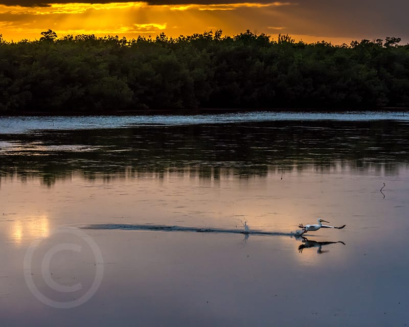 Honorable Mention - Michael Femal, St. Petersburg, Florida - Pelican Taking Off at Sunset, "Ding" Darling Days Amateur Nature Photography Contest.