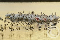 Honorable Mention - Patty MacInnis, Sanibel, Florida - Bird Soup, "Ding" Darling Days Amateur Nature Photography Contest.