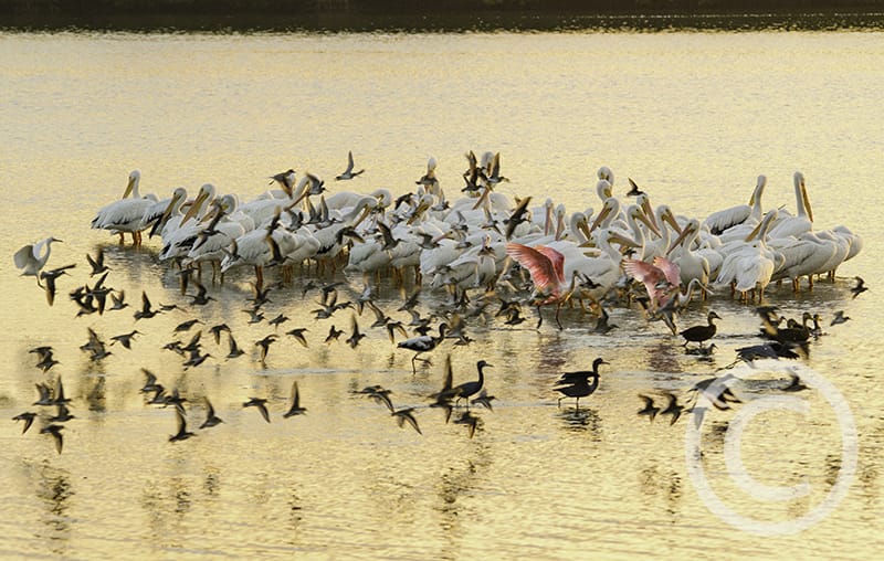 Honorable Mention - Patty MacInnis, Sanibel, Florida - Bird Soup, "Ding" Darling Days Amateur Nature Photography Contest.