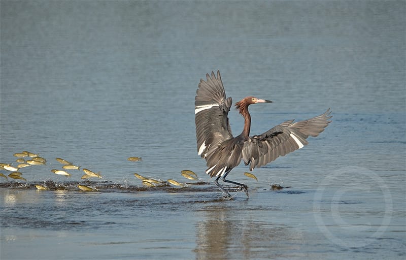 Honorable Mention - Rebecca Sabac, Boynton Beach, Florida - Reddish Egret, "Ding" Darling Days Amateur Nature Photography Contest.