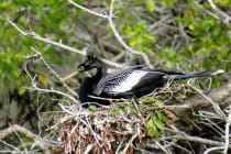 Honorable Mention - Sandy Boyle, Sanibel, Florida - Male Anhinga on Nest, "Ding" Darling Days Amateur Nature Photography Contest.