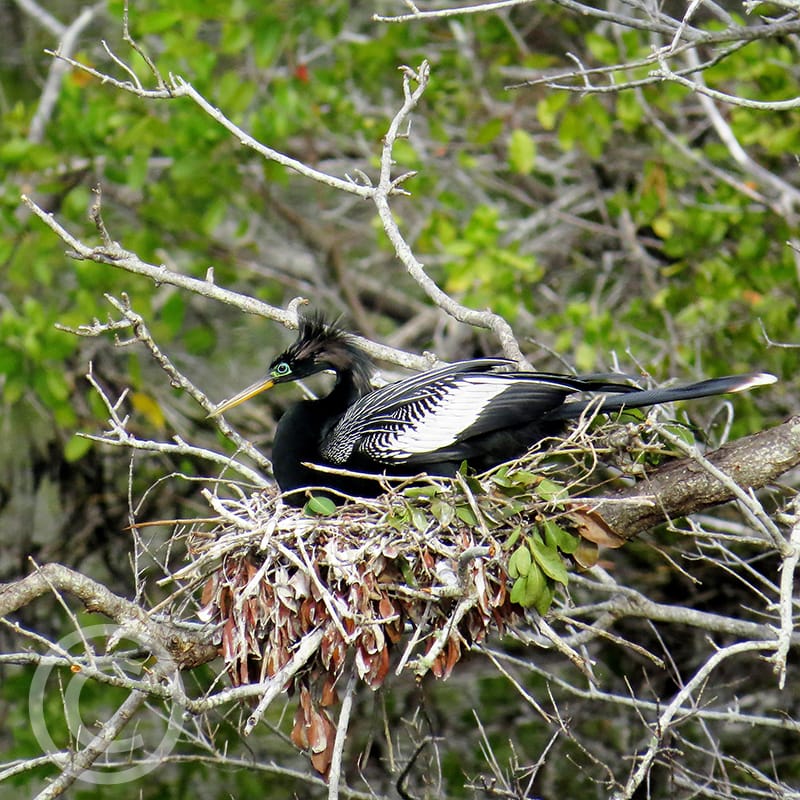 Honorable Mention - Sandy Boyle, Sanibel, Florida - Male Anhinga on Nest, "Ding" Darling Days Amateur Nature Photography Contest.