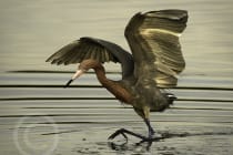 Honorable Mention - Scott Becque, Shrewsbury, Massachusetts - Reddish Egret, "Ding" Darling Days Amateur Nature Photography Contest.