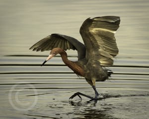 Honorable Mention - Scott Becque, Shrewsbury, Massachusetts - Reddish Egret, "Ding" Darling Days Amateur Nature Photography Contest.