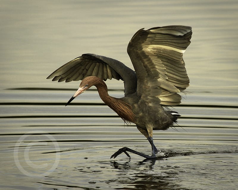 Honorable Mention - Scott Becque, Shrewsbury, Massachusetts - Reddish Egret, "Ding" Darling Days Amateur Nature Photography Contest.