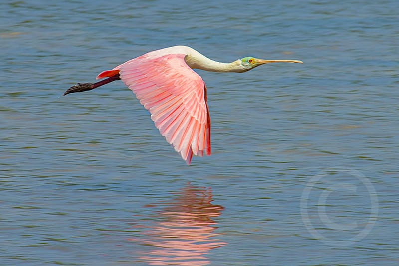 Honorable Mention - Thomas Brott, Cape Coral, Florida - Spoonbill in Flight, "Ding" Darling Days Amateur Nature Photography Contest.
