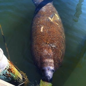 Manatee, Jensen's Marina, Captiva Island.