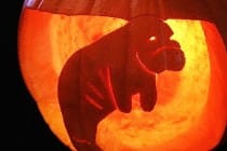 Sanibel Halloween Manatee Pumpkin, Photo & Pumpkin Credit - Sanibel Sea School.