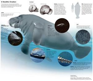Manatee Physiology by David d'O, Via Creative Commons, Original Graphic, New York Times.