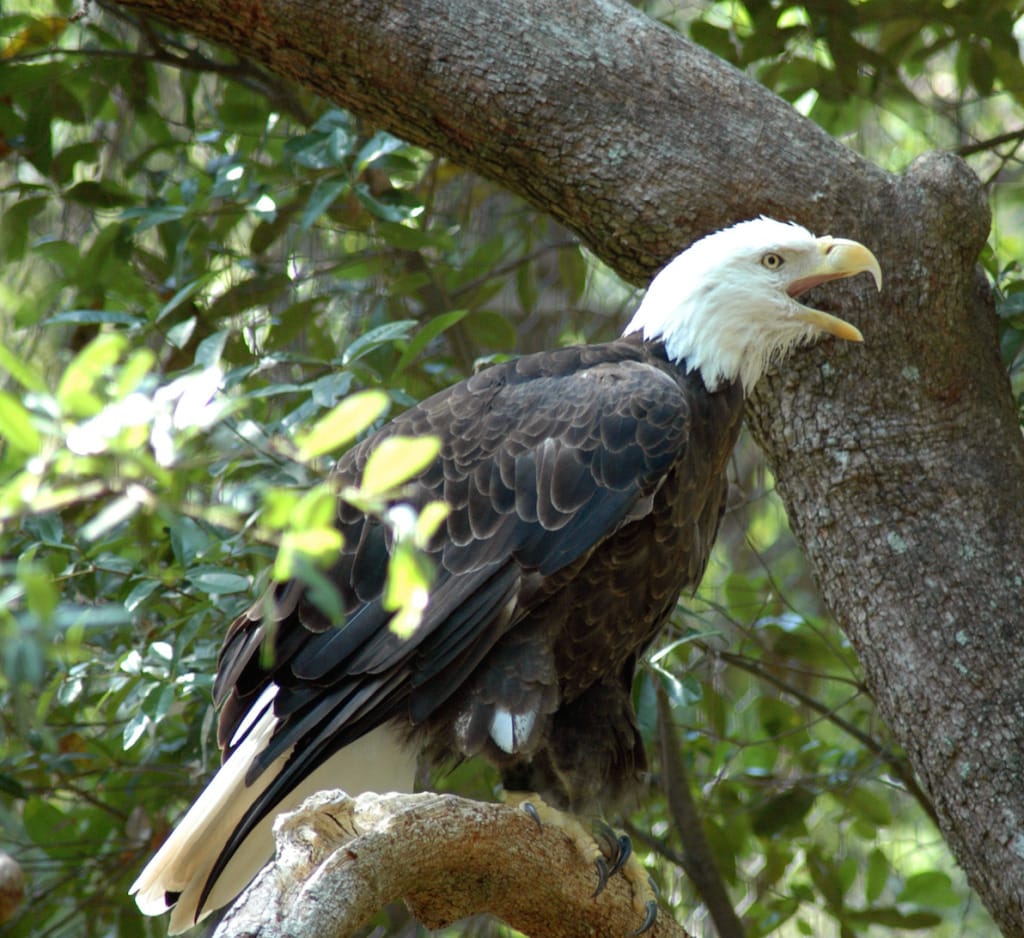 Sanibel, Bald Eagle File Photo By Florida Fish and Wildlife, Via Creative Commons.
