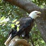 Bald Eagle Cam!