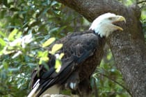 Sanibel, Bald Eagle File Photo By Florida Fish and Wildlife, Via Creative Commons.