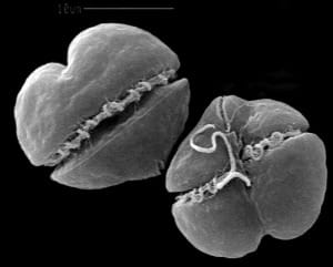 Sanibel Red Tide, Scanning Electron Microsope Image Of K. Brevis. Image Courtesy Of University Of Maryland, Center for Environmental Science.