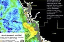 Sanibel Red Tide Status, Midweek Report, 11-5-2014.