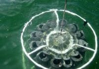 Sanibel Red Tide, Water Sampling, Photo Courtesy Of Bigelow.org.