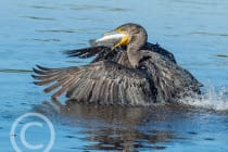 Second Place Winner - Bill Fischer, Hinsdale, Illinois - Double Crested Cormorant Eating a Spotted Sea Trout, "Ding" Darling Days Amateur Nature Photography Contest.