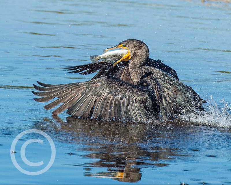 Second Place Winner - Bill Fischer, Hinsdale, Illinois - Double Crested Cormorant Eating a Spotted Sea Trout, "Ding" Darling Days Amateur Nature Photography Contest.