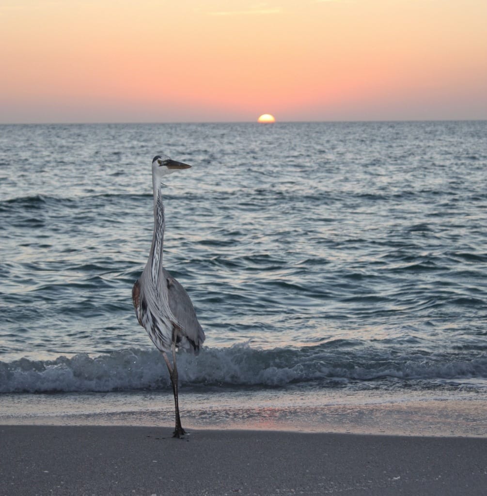 Great Blue Heron, Sunset, Mucky Duck, Thanksgiving Day, Captiva Island.