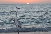 Great Blue Heron, Sunset, Mucky Duck, Thanksgiving Day, Captiva Island.