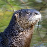 Sanibel River Otter Tales @ SCCF Today @ 10 AM