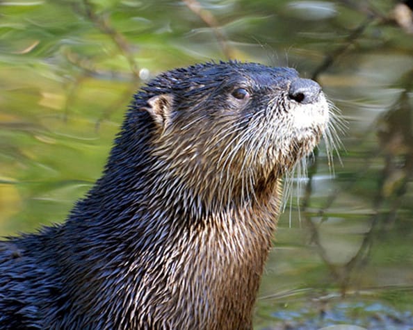 Third Place Winner - Jason Boeckman, Fort Myers, Florida - River Otter, "Ding" Darling Days Amateur Nature Photography Contest.