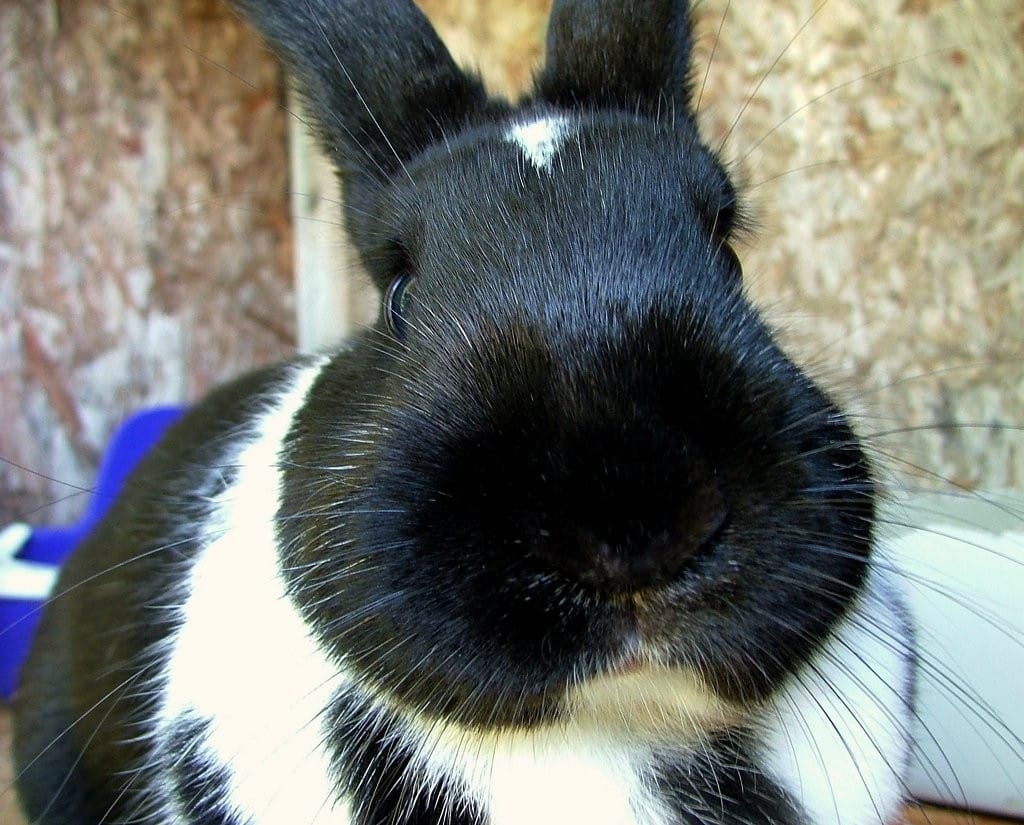 Captiva Island Rabbits, File Photo By Stephanie Meshke, Via Creative Commons.