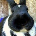 Captiva Bunny Rabbit Scare Of 2013 Appears To Have Passed