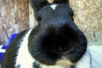 Captiva Island Rabbits, File Photo By Stephanie Meshke, Via Creative Commons.