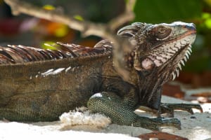 Green Iguana, Sanibel, File Photo By John Piekos, Via Creative Commons.